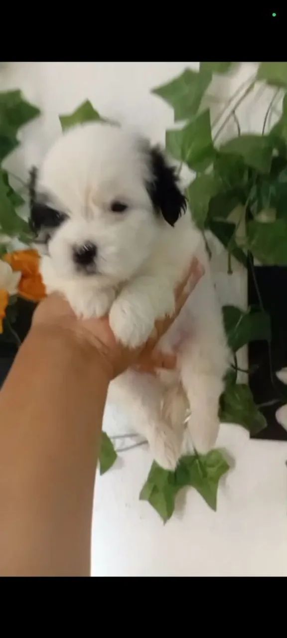 Meu pet  - Foto 5