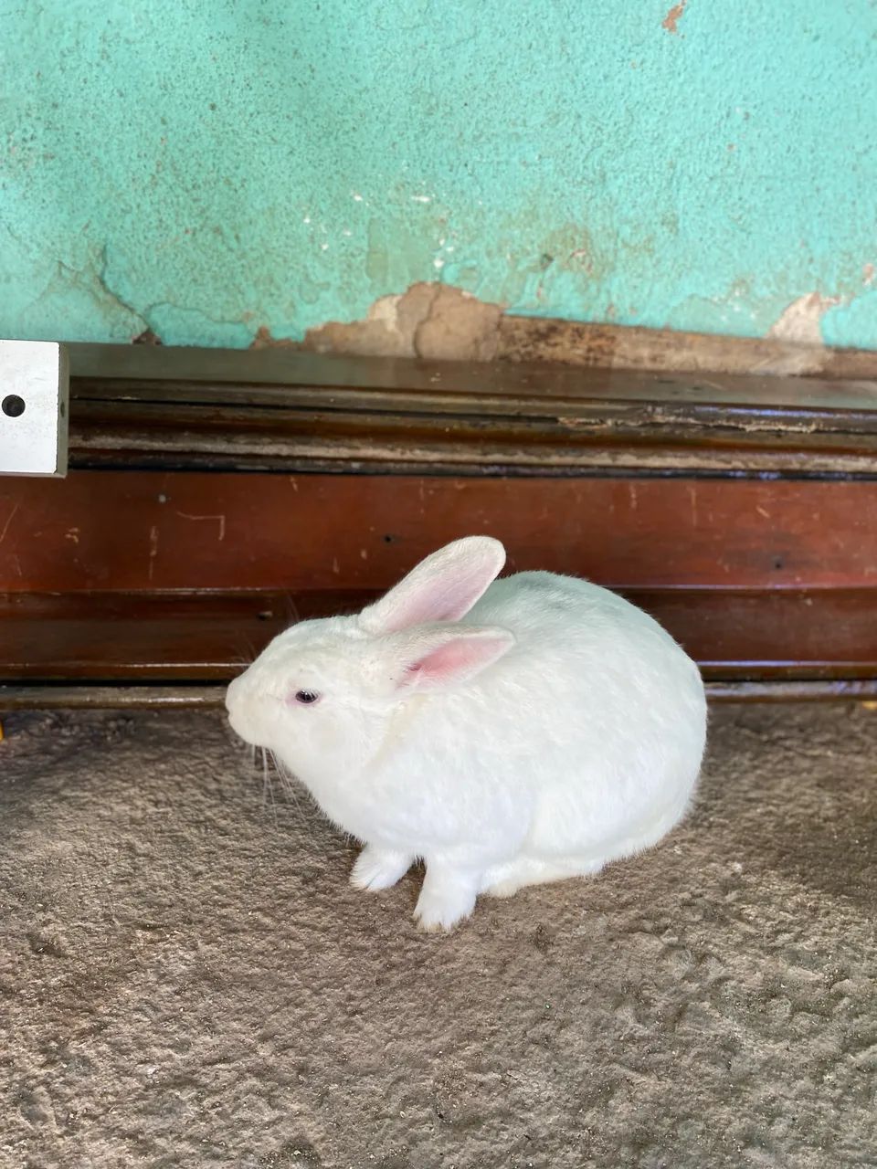 Coelho 