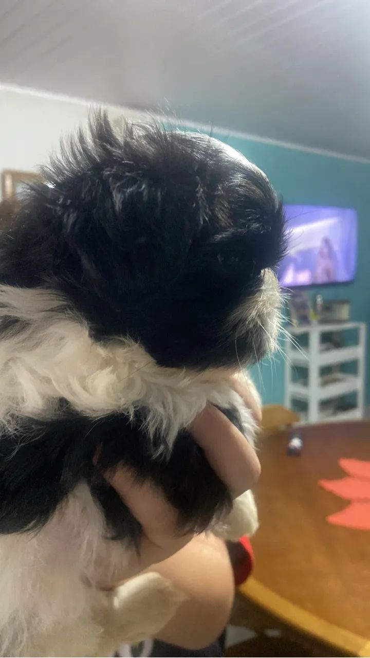 Cachorro - Foto 2