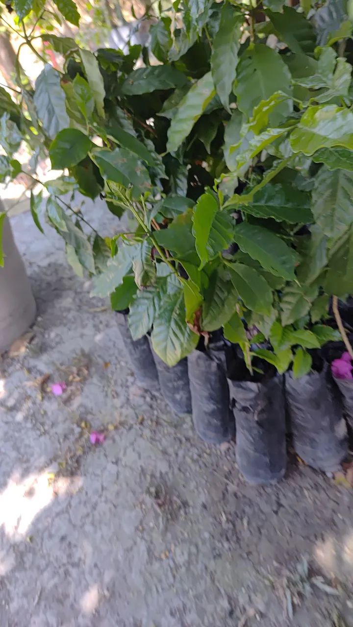 Venda de plantas 