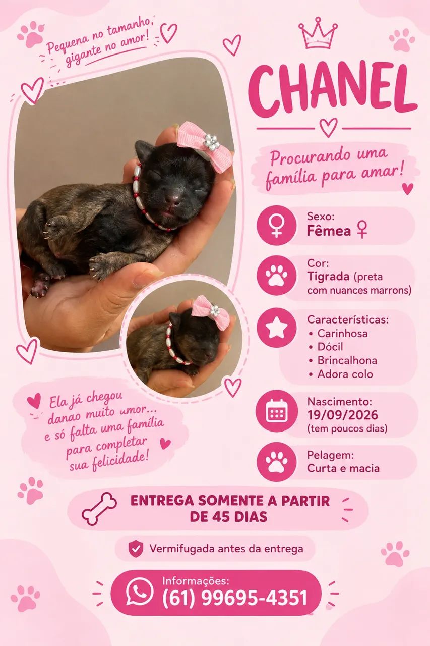 filhotes de poodle - Foto 4