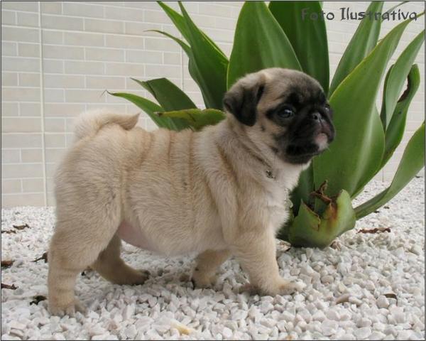 Pug abricot e preto, lindos bebezinhos a pronta entrega! (11) 96842-5101