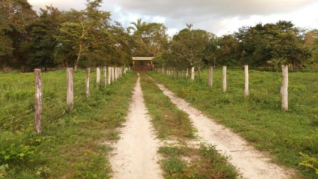 Fazenda montada em Itapecuru-Ma, 200 hectares,margeada pelo Rio Itapecuru! - Foto 8
