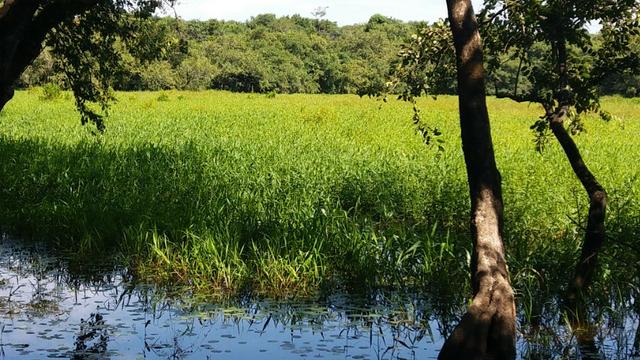 Fazenda Completa Para Gado, Formosa-Go (Oportunidade) - Foto 16