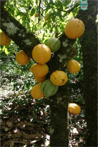Aiquara . Ótima fazenda produtora de cacau - Foto 19