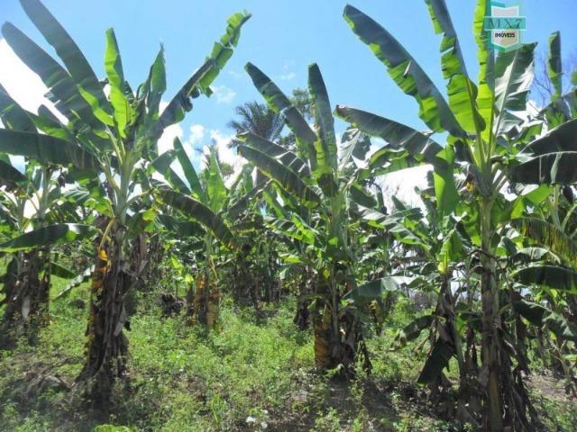 Fazenda Itamaraty com 300 Hectares, potencial para 300 gados, 70 hectares de cacau - Foto 20