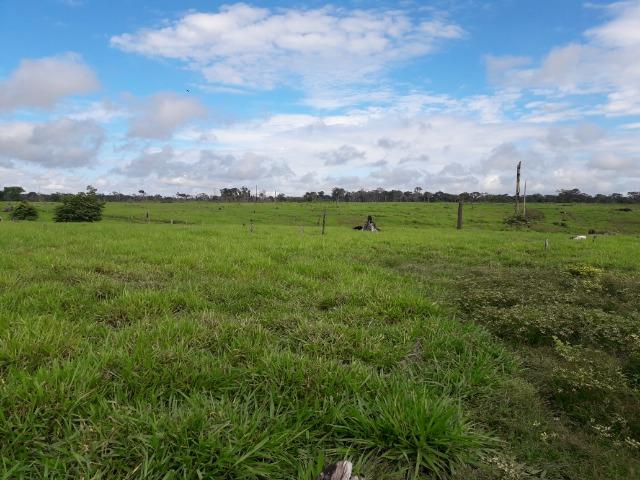 Imperdível fazenda em Roraima Caroebe - Foto 2