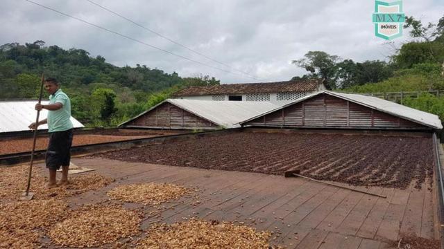 Ubaitaba. Fazenda de 450 Hectares, produção de cacau e gado, completa infraestrutura. - Foto 5