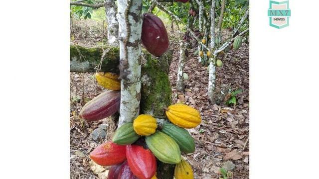 Ubaitaba. Fazenda de 450 Hectares, produção de cacau e gado, completa infraestrutura. - Foto 19