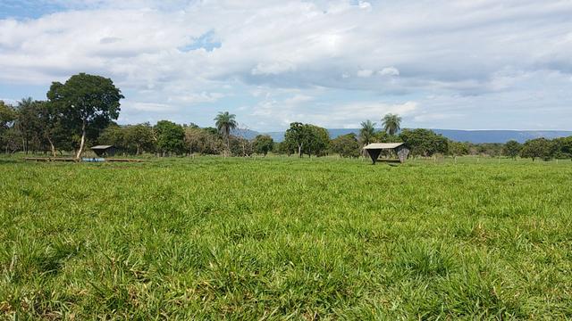 Fazenda Completa Para Gado, Formosa-Go (Oportunidade) - Foto 15