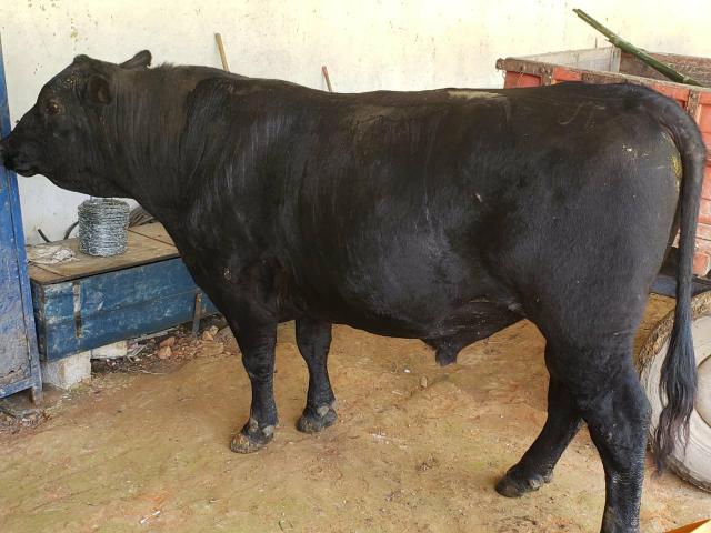 Touro angus - Foto 3