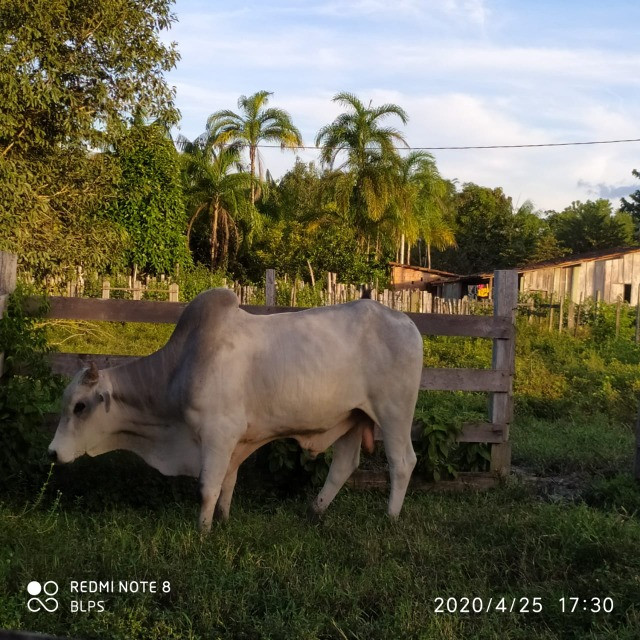 4,42 hectares em Benevides por 250 mil reais porteira fechada