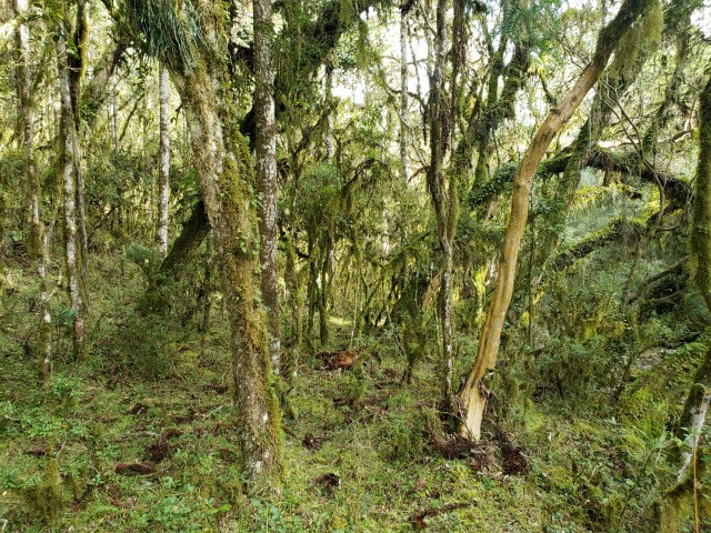Sitio em Urupema/ sitio próximo de Urubici - Foto 3