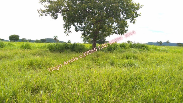 Fazenda 175 alq Mozarlândia