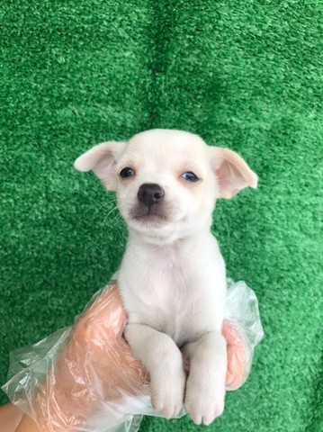 Chihuahua c/ pedigree/vacina + suporte veterinário ligue 11.9.4476.4862 - Foto 3
