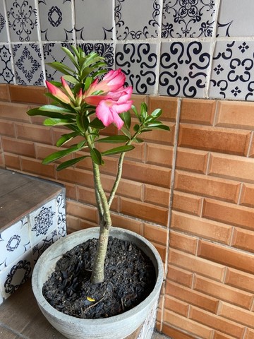 Vaso de rosa do deserto | +184 anúncios na OLX Brasil