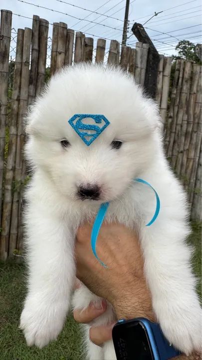 Filhote de Samoiedo - Super Herói! - Foto 2