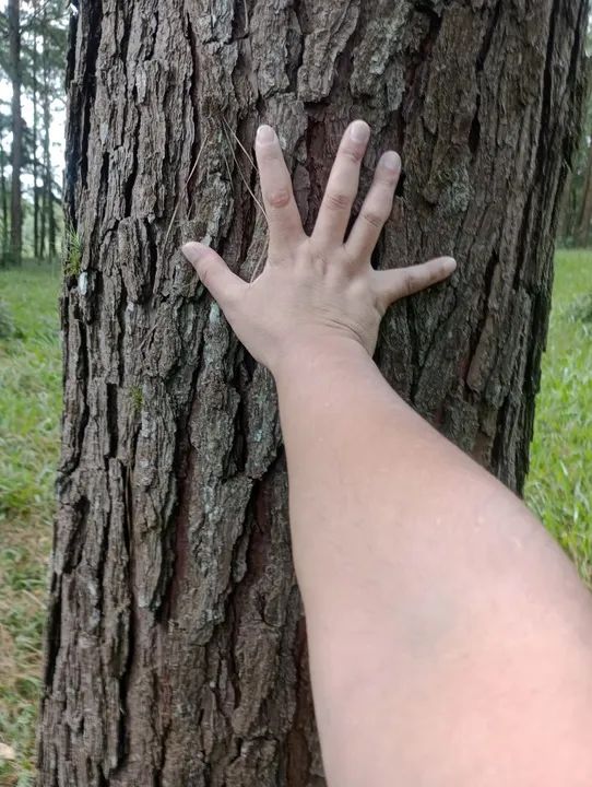 Compro mato de pinus e eucalipto  - Foto 2