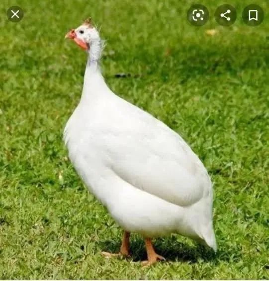 Vendo pintinhos de Galinha d Angola