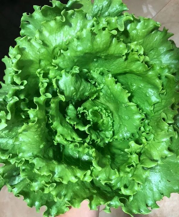 Alface Crespa - Fresca e Deliciosa