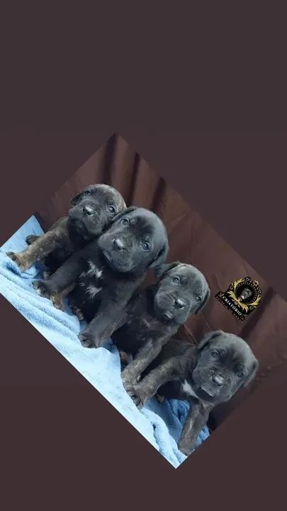 Filhotes de cane corso italiano  - Foto 3
