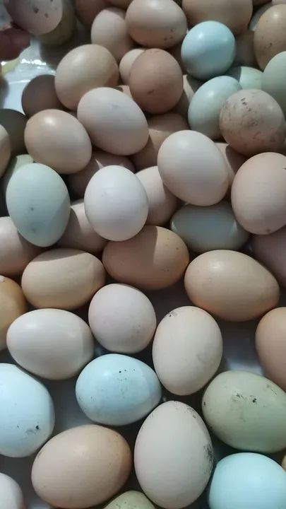 OVOS FRESCOS DE GALINHA CAIPIRA  - Foto 2