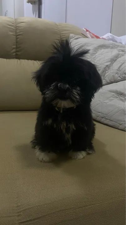 Vendo shi-tzu com poodle machos com 2 meses vermifugados  - Foto 3