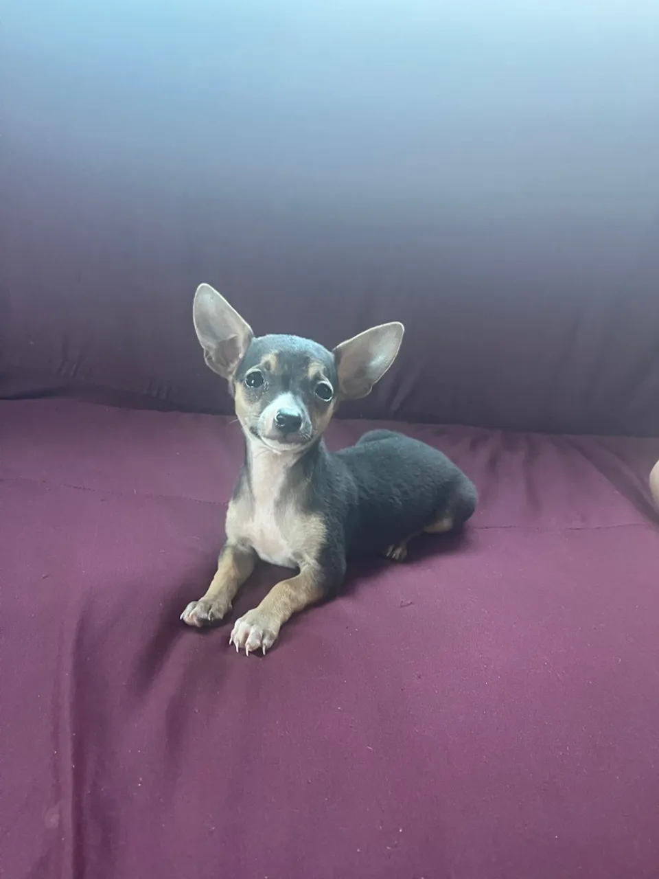 Vende se