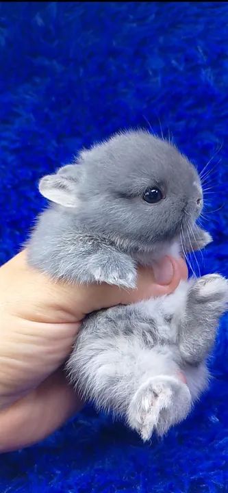 O menor Coelho do mundo(ZAP na descrição)