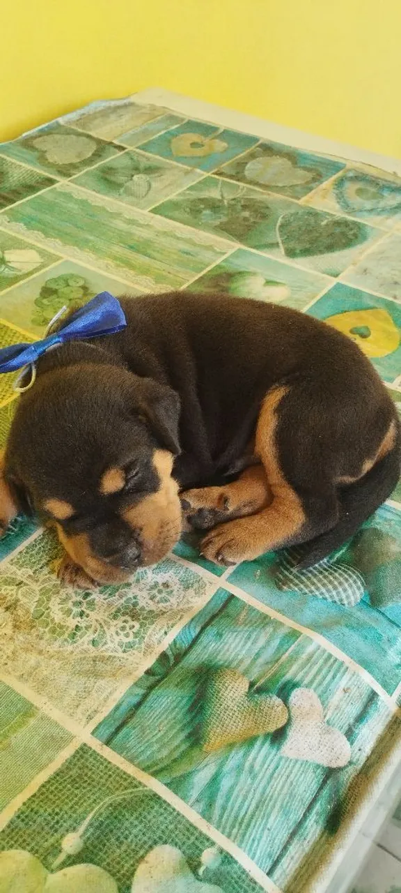 Filhote Rottweiler para a venda