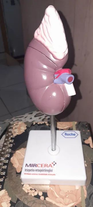 Modelo Anatômico de Rim Humano - Foto 5