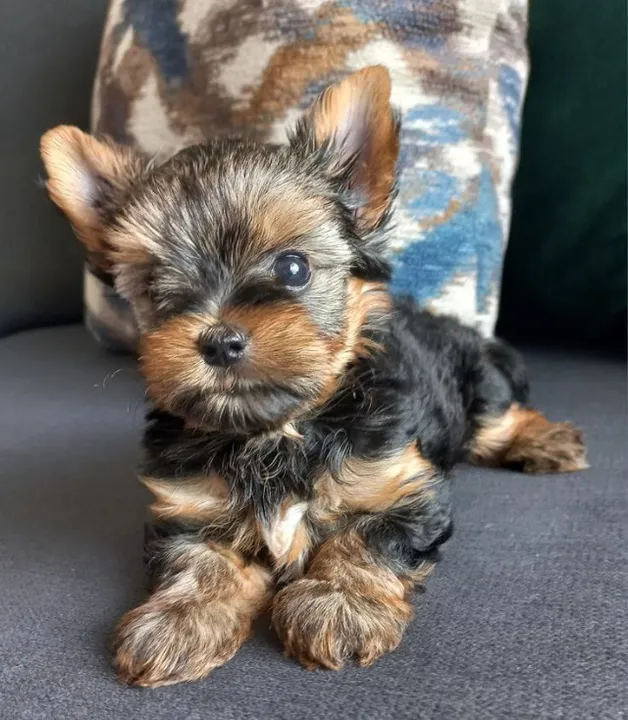 Yorkshire Terrier filhotes Vermífugados