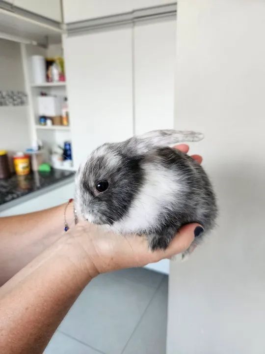Coelho mini ( os das orelhas caidas)