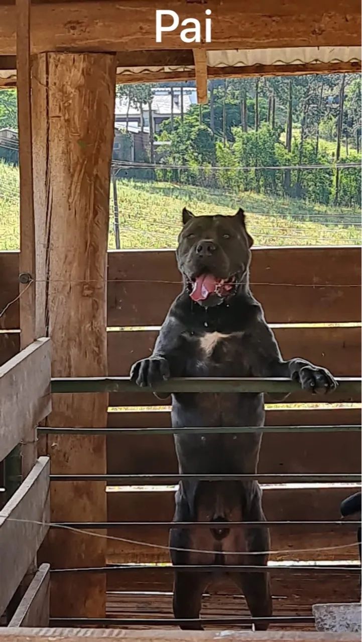 Filhote fêmea de cane corso - Foto 4