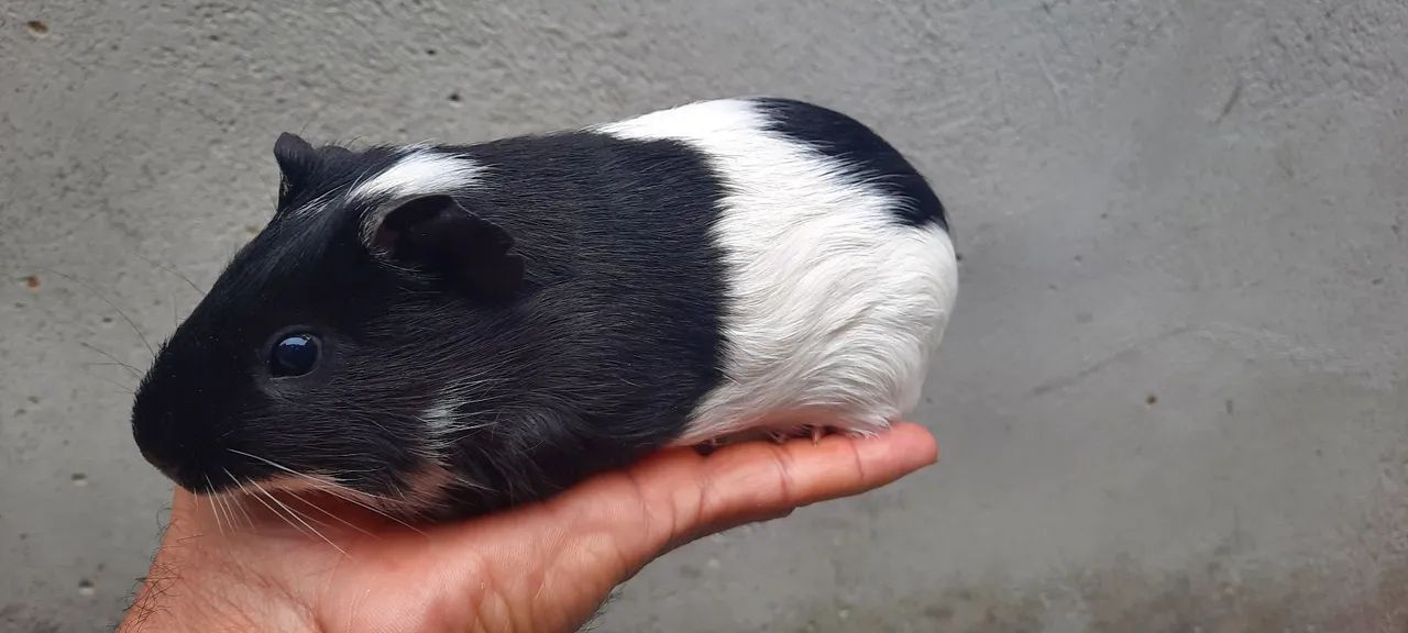 Porquinho da Índia raça Inglês macho disponíveis!! - Foto 2