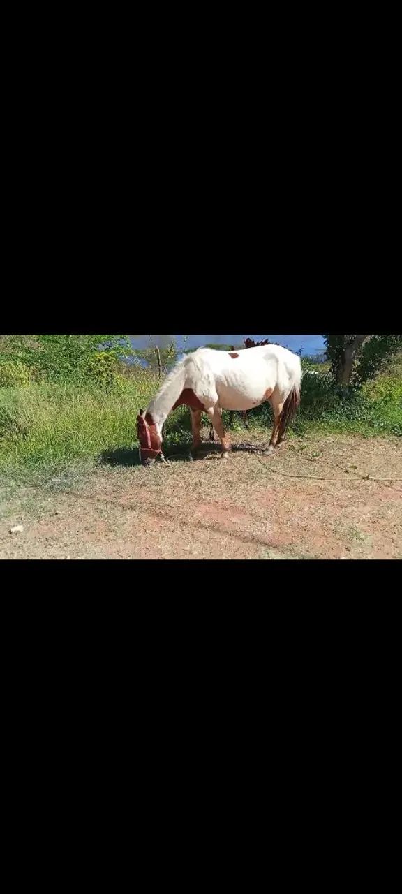 Égua Piquira  - Foto 4