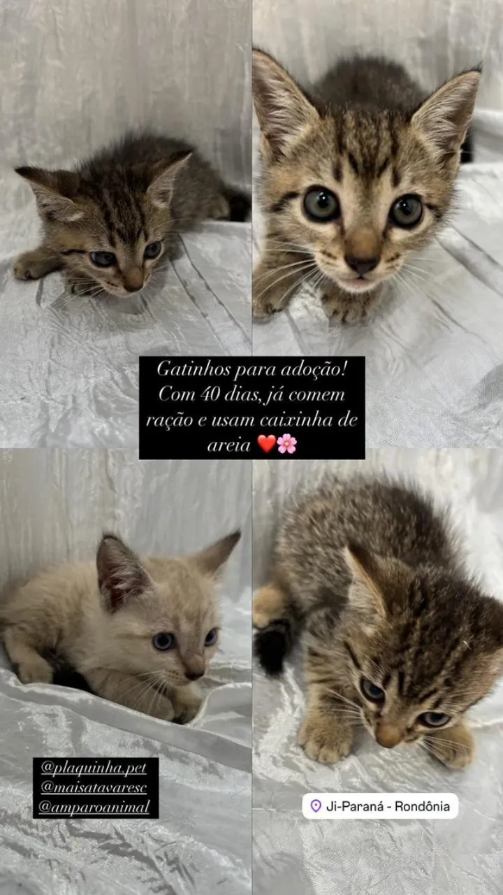 Doação de gatos