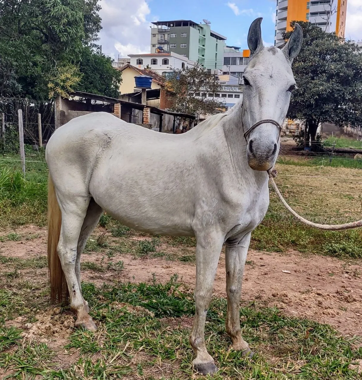 Égua MM registrada 