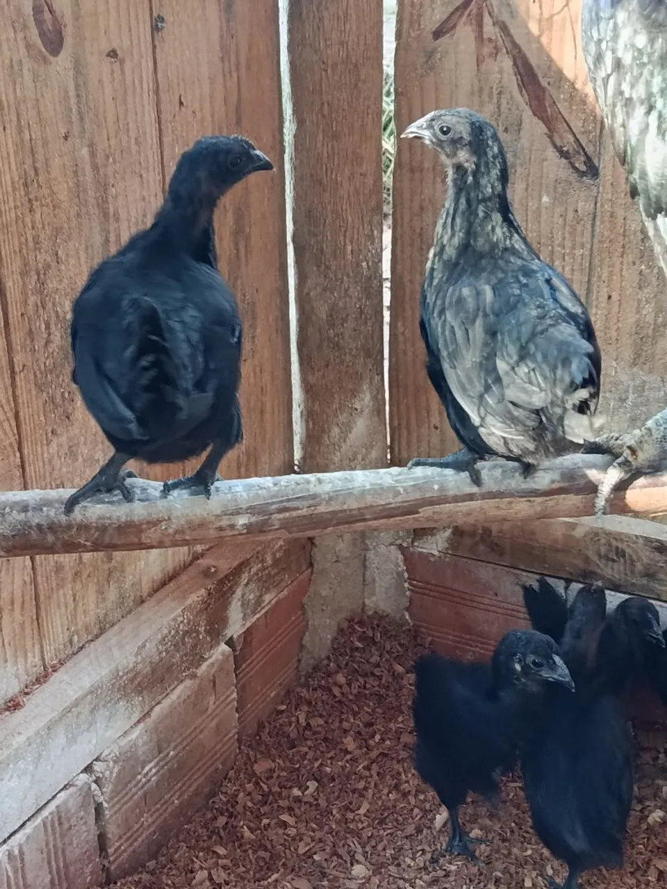 Ayam Cemani puros, franguinhos 40 dias e frangos com 7 meses.