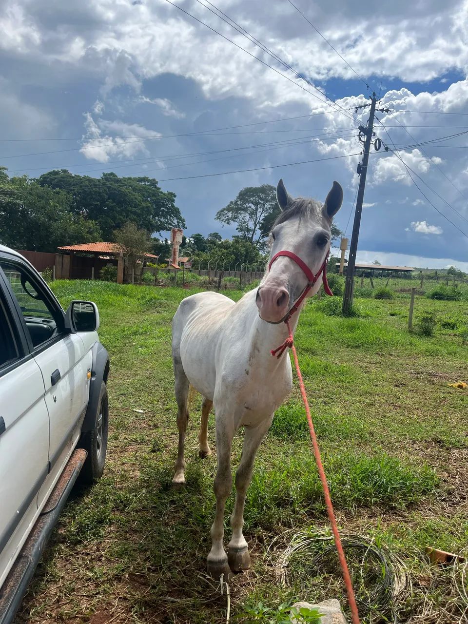 Cavalo mangalarga tordilho - Foto 2