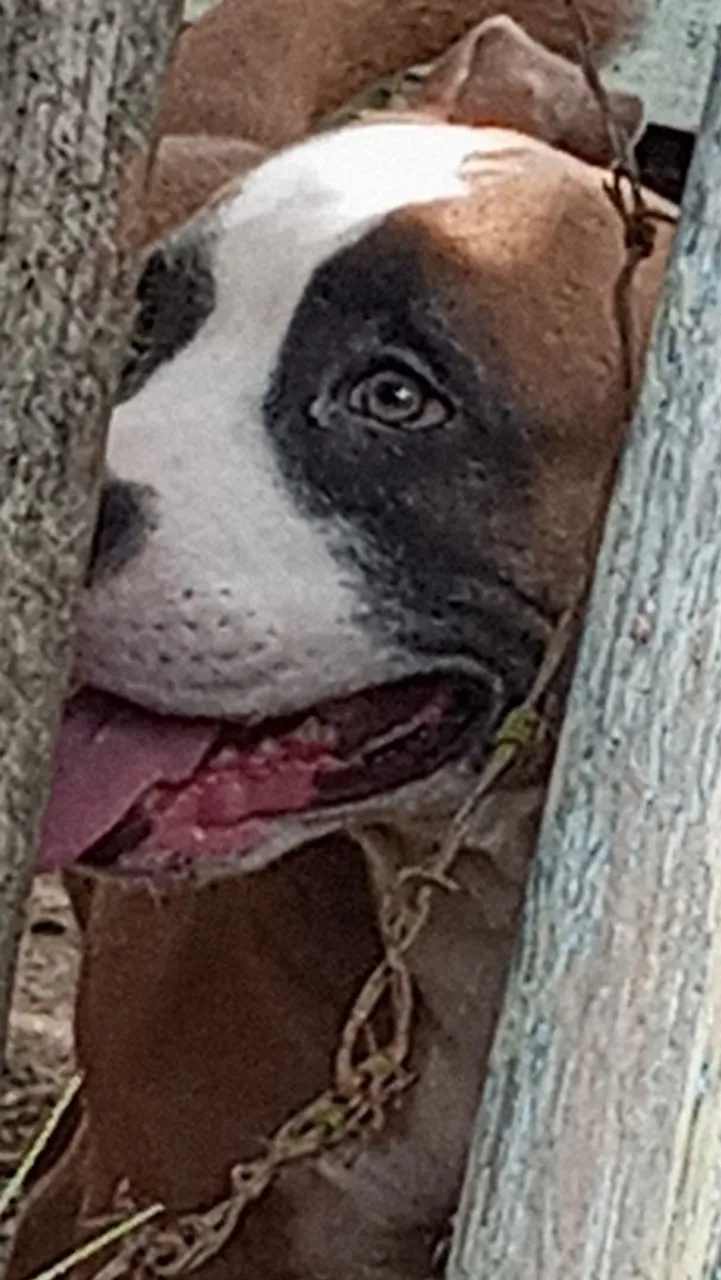 Pitbull - Filhote