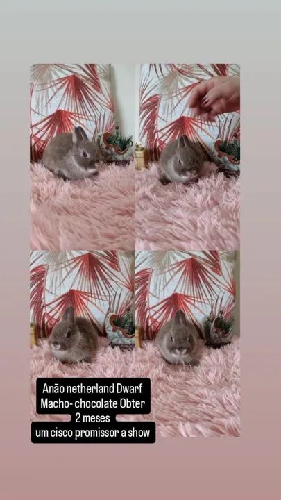 coelhinho Anão Netherland Dwarf- menor coelho do mund - Foto 2