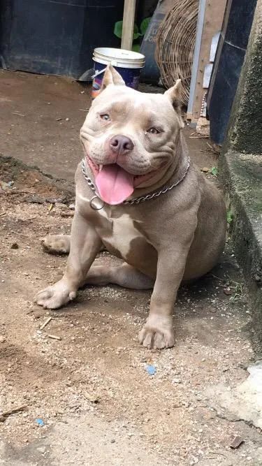 Filhote de América bully