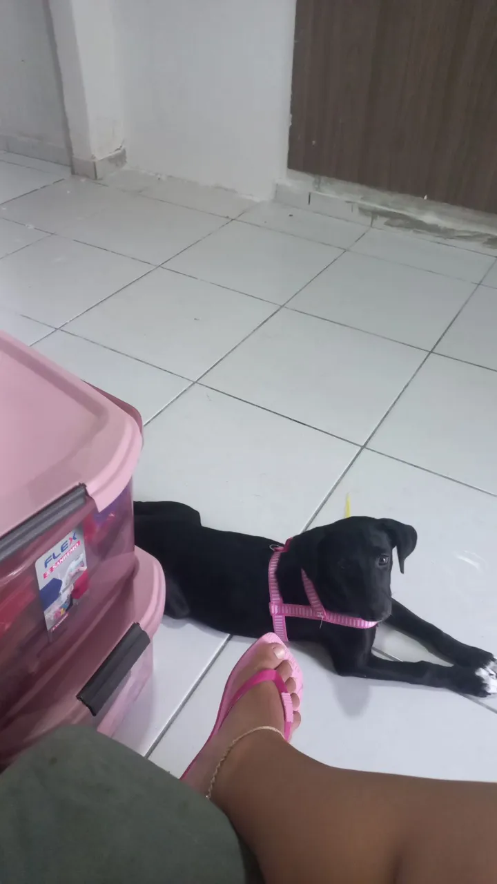 Filhote de cachorro preto para adoção
