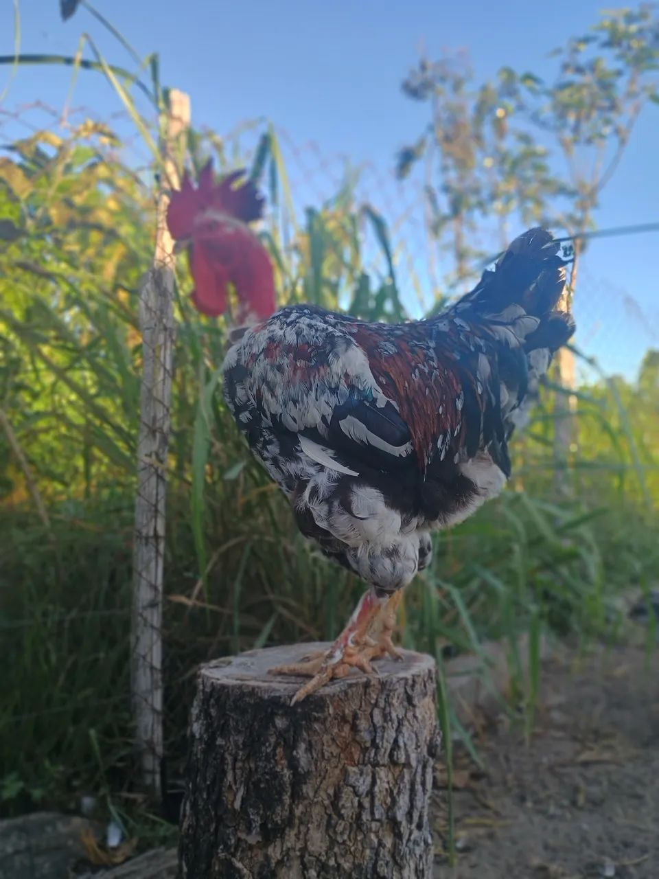 Galinha balão pescoço pelado  - Foto 3