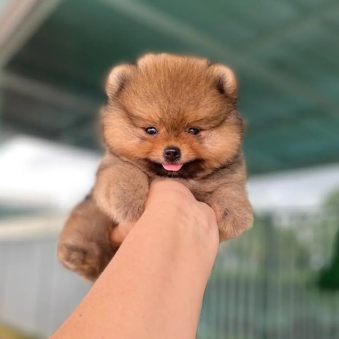 Lulu da Pomerânia Fêmea Anãzinha Perfeita