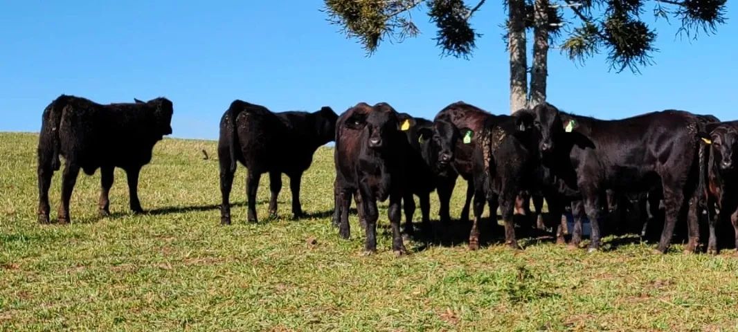 Novilhas Aberdeen Angus e Brangus, Vazias - Foto 3