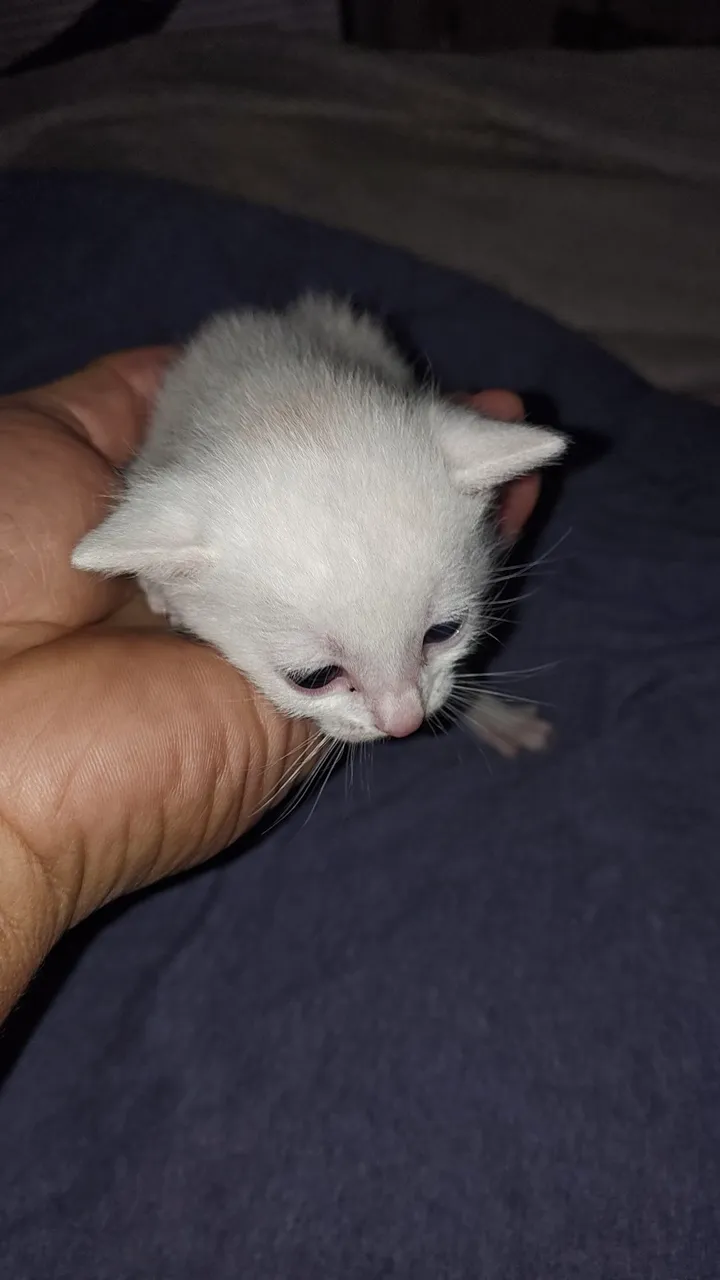 Gatinho filhote branco para adoção