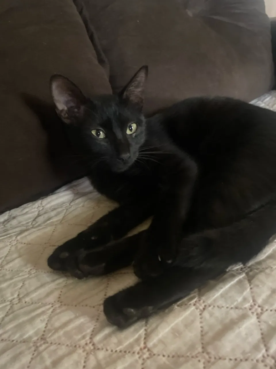 Gatinho Preto para Adoção - Charmoso e Carinhoso