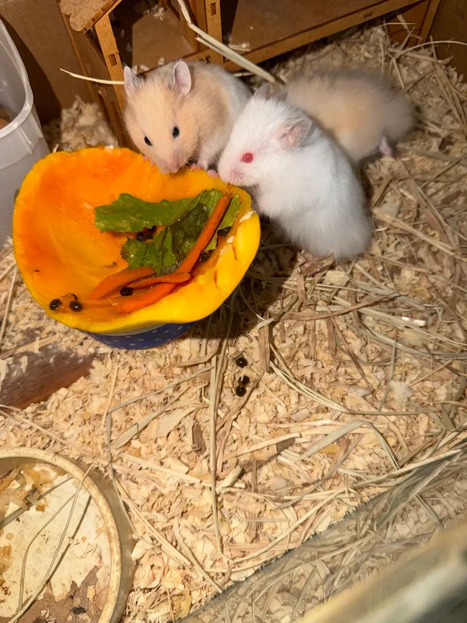 Filhotes de hamster angoras  - Foto 3